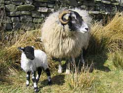 Sheep and lamb at Hoggarths Farm